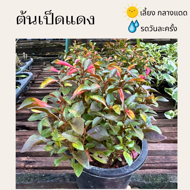ต้นเป็ดแดง ไม้ทนแดด จัดส่งพร้อมกระถาง ขนาดกระถาง 5.5 นิ้ว