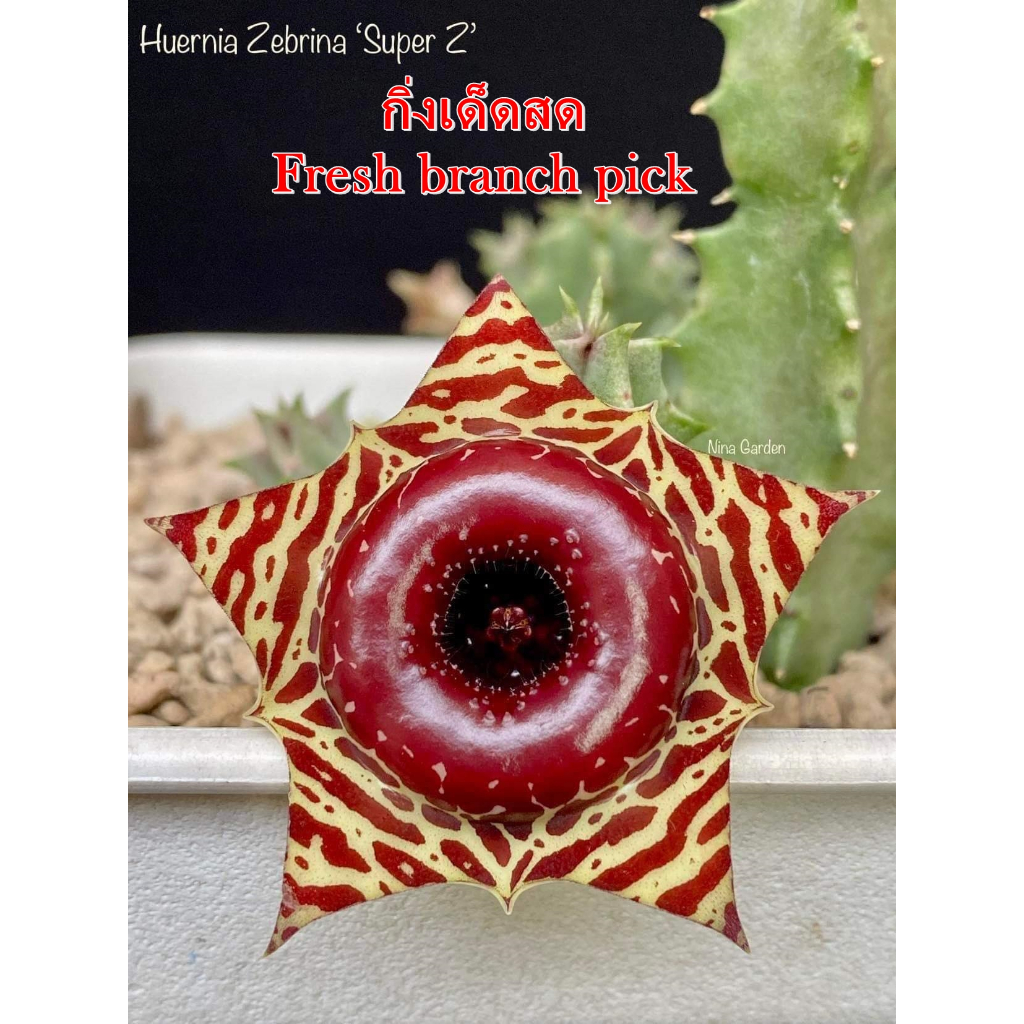 เก๋งจีน Huernia Zebrina Super Z *กิ่งเด็ดสด* แคคตัส ไม้อวบน้ำ Cactus and Succulent