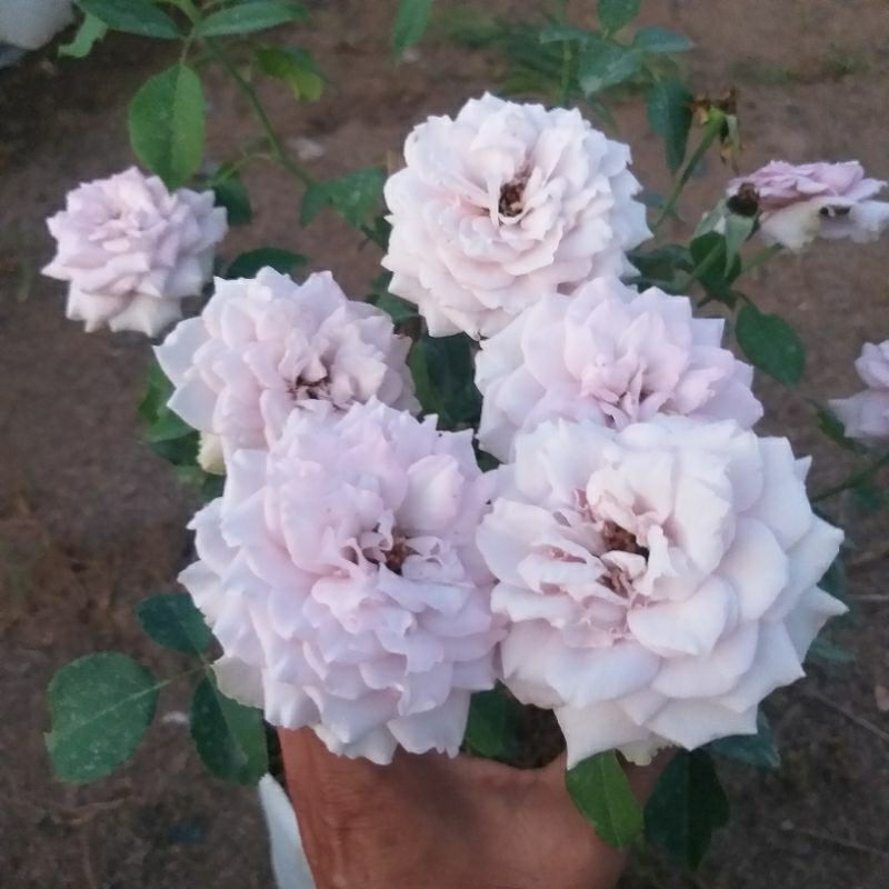 กุหลาบ princess kaori สีม่วงลาเวนเดอร์ หอมอ่อน บานทนมาก ไม่ค่อยมีหนาม