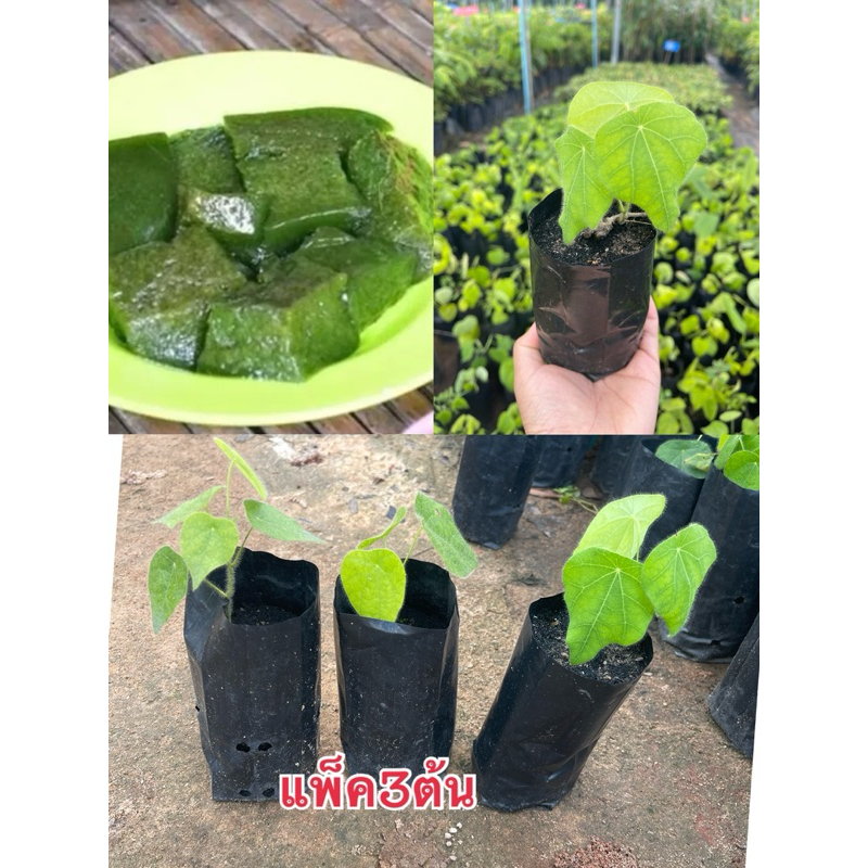 ต้นหมาน้อยหรือเครือหมาน้อย ชุดละ 3 ต้นราคา 85 บาท