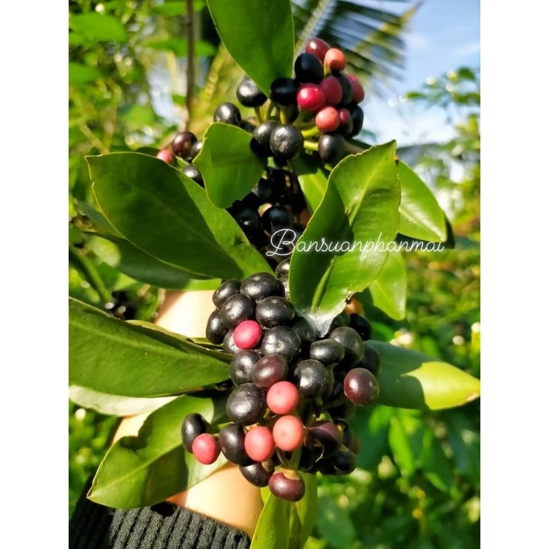 ต้นพิลังกาสา ต้นเพาะเมล็ด สูง 90-100 ซม. จัดชุด 2 ต้น - รูปที่ 5