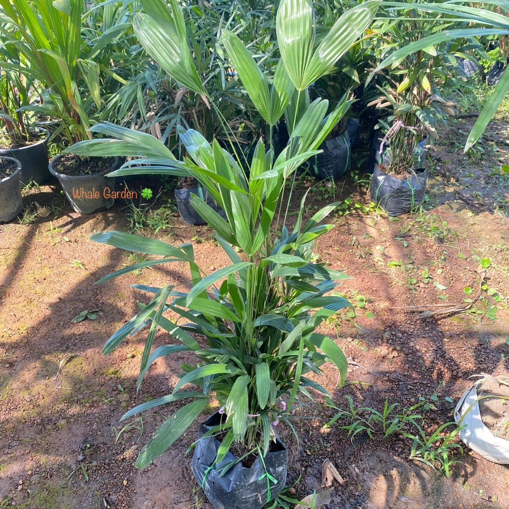 ต้นจั๋ง แคระ จั๋งญี่ปุ่น (Bamboo palm) ไม้ฟอกอากาศ ปลูกในห้องได้ (รับประกัน ส่งใหม่ฟรี หากสินค้าเเสียหาย!!)