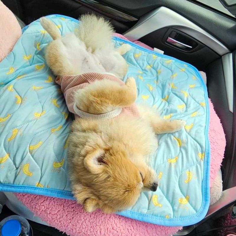🌈Pet Coolmat แผ่นนาโน🌈 ที่นอนเย็น ไม่แอร์ก็เย็น ไม่ต้องแช่ตู่เย็น ที่นอนสัตว์เลี้ยง เบาะนอนเย็น