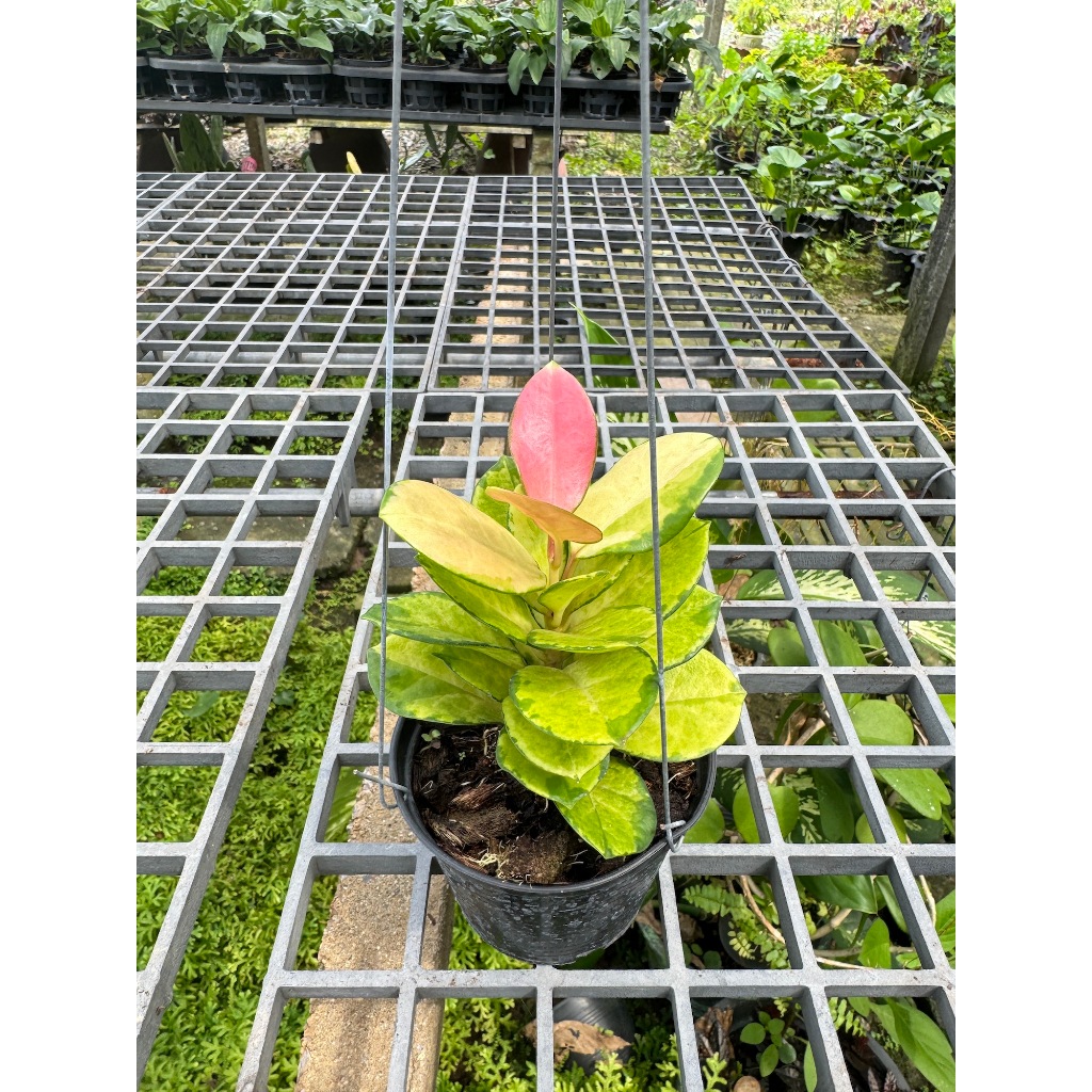 มุมมอง 2