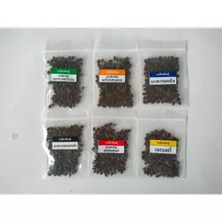 เมล็ดพันธุ์มะละกอ 100 เมล็ด ราคา 25 บาท ร้านนี้ถูกที่สุด!!!