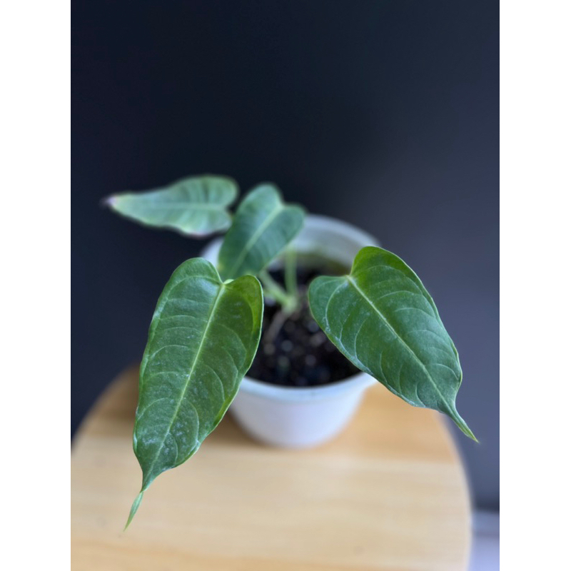 Anthurium king (คิง) สวยย หลายใบ