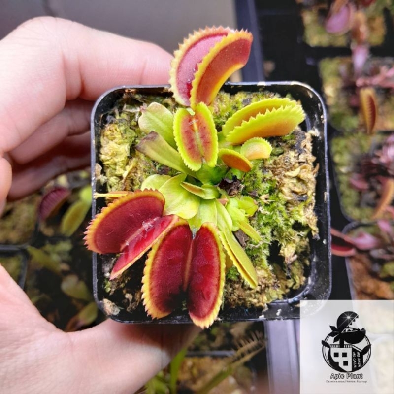🔥New กาบหอยแครงฟันฉลาม หายาก!!  DM.SharkTeeth (Venus flytrap)