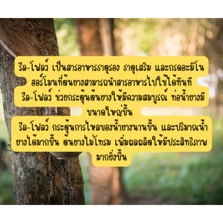 รีลโฟลว์ 10 ยาทาหน้ายาง สูตรเข้มข้น น้ำยางไหลดี กรีดนิ่ม ไม่สะดุด [3-013]