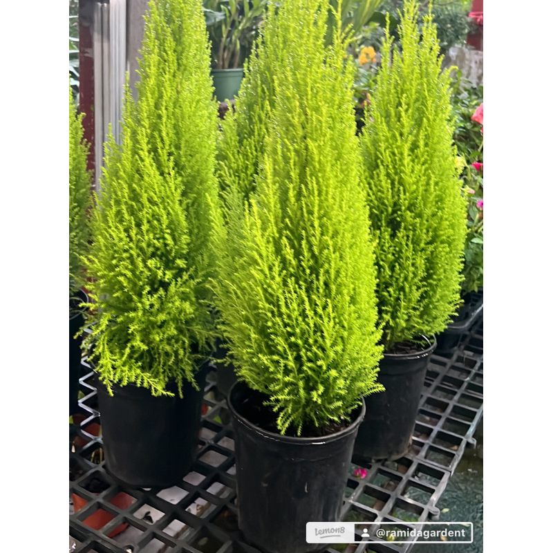 #สนเลม่อน #มะนาวไซเปรส #ต้นสนหอม LEMON CYPRESS Collection#ต้นไม้ใบหอม ขนาด60-80cm