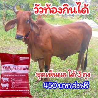 🔥ชุดเห็นผล3ถุง🔥เทพบุตรโปรพลัส