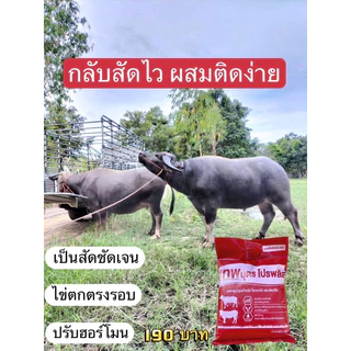 🔥ชุดเห็นผล3ถุง🔥เทพบุตรโปรพลัส