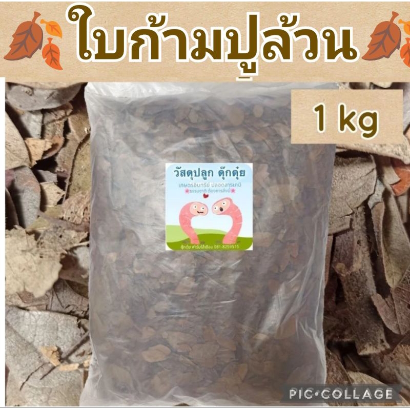 ใบก้ามปูเก่า หมัก ผุ เปื่อย ใบล้วน ไม่มีดิน พร้อมใช้ สำหรับผสมดินปลูก บำรุงต้น ประมาณ 1kg ถุงใหญ่🥰