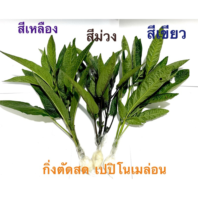 เปปิโนเมล่อน กิ่งตัดสด 3 สี ชุด 12 กิ่ง สีละ 4 กิ่ง