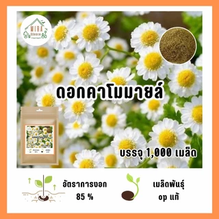 ดอกคาโมมายล์ 1,000 เมล็ดพันธุ์❤️ ถูกกว่านี้ไม่มีแล้ว ปลูกง่ายโตไว