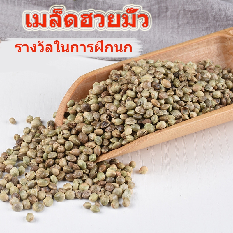 ถูก เมล็ดฮวยมั้ว เนื้อแน่น สำหรับฝึกนก อาหารนกแก้ว ให้รางวัลนก คลายเครียดนก อาหารเสริมนก (แบ่งขาย 100g / 200g / 500g)
