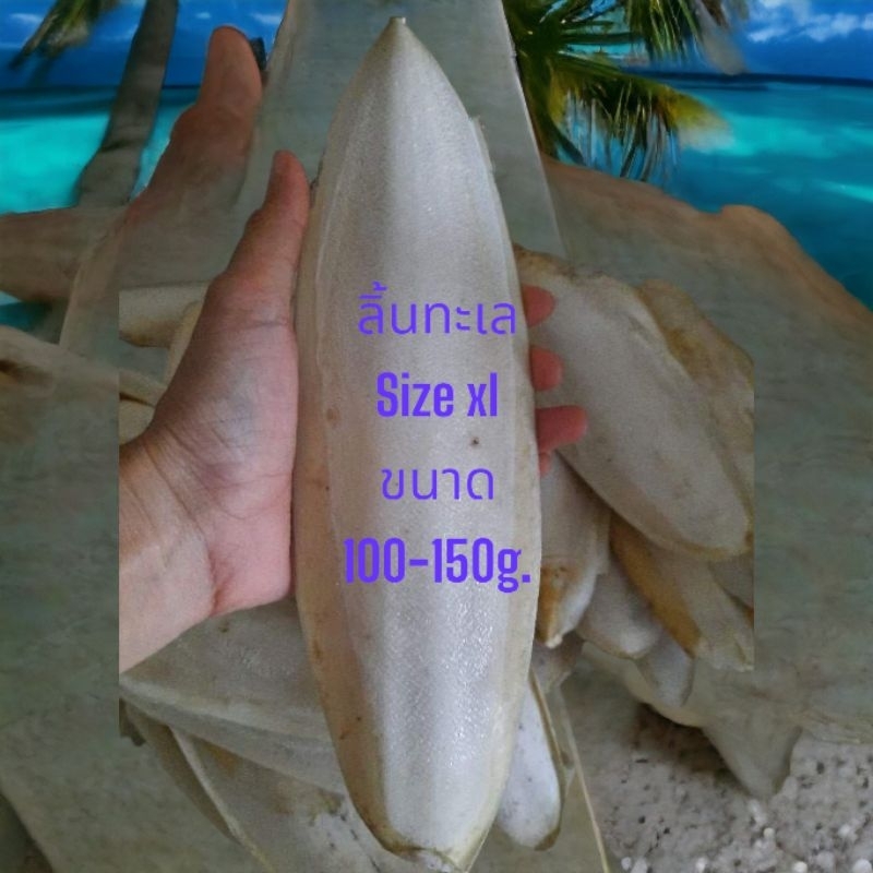 กระดองปลาหมึก ลิ้นทะเล