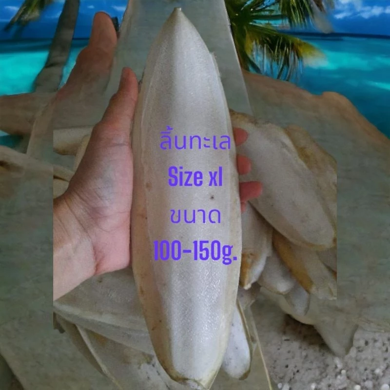 ลิ้นทะเล กระดองปลาหมึก size xlคละตัวใหญ่