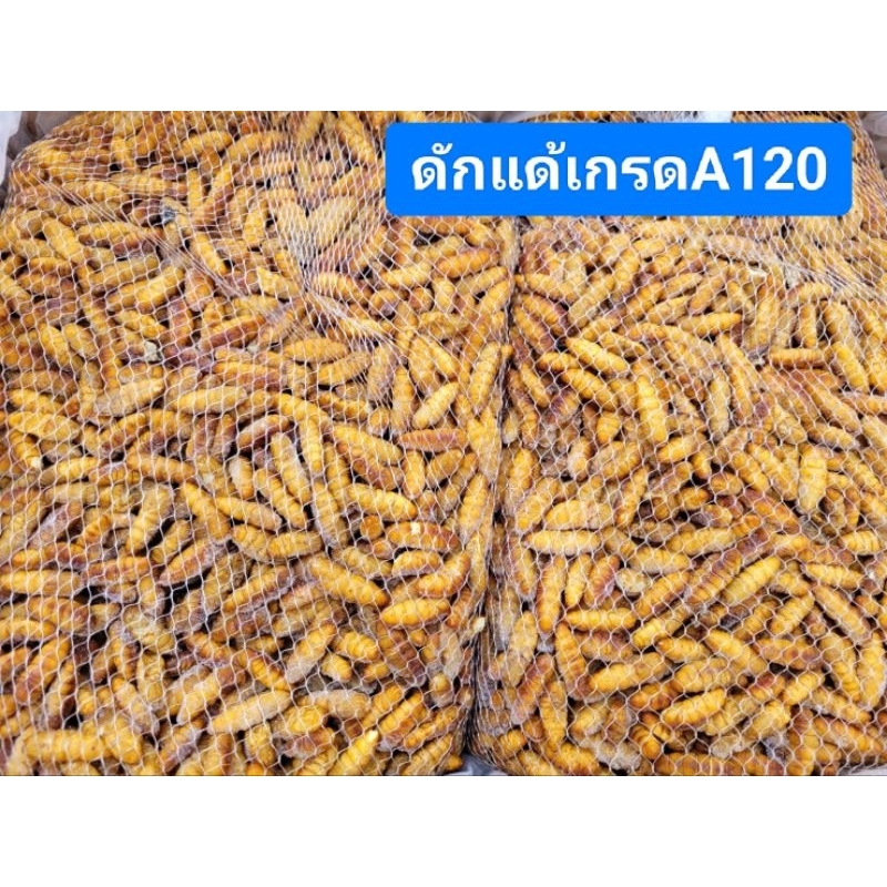 ดักแด้ หนอนไหม1ถุง1kg
