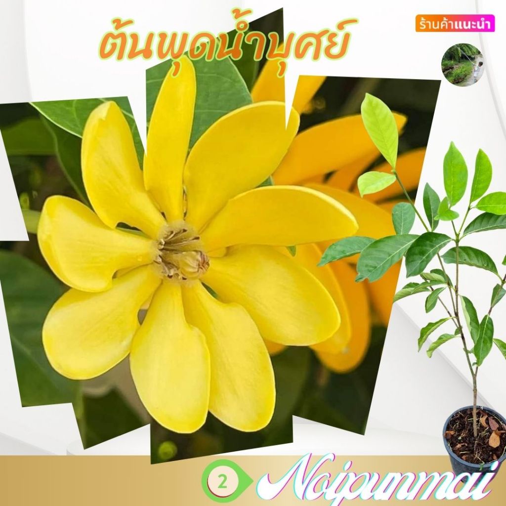 ต้นพุดน้ำบุศย์ ดอกหอม กระถาง 6 นิ้ว (ลำต้นสูง 30 ซม )(ส่งพร้อมกระถาง)