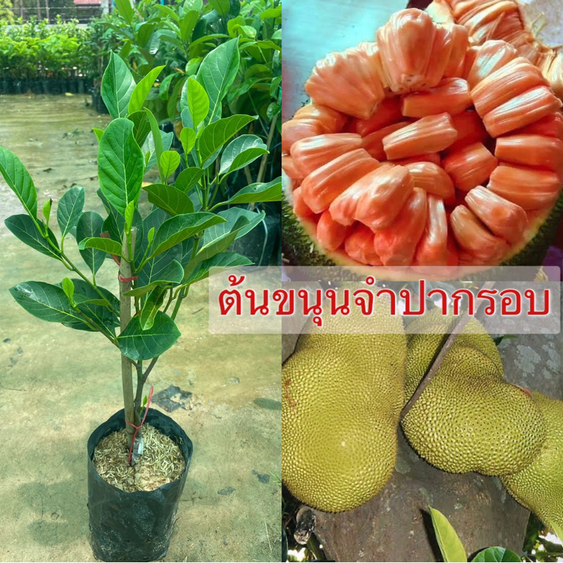 ต้นขนุนจำปากรอบ ทาบกิ่ง เนื้อสีส้ม หวาน กรอบ อร่อย ปลูกง่ายติดผลเร็ว