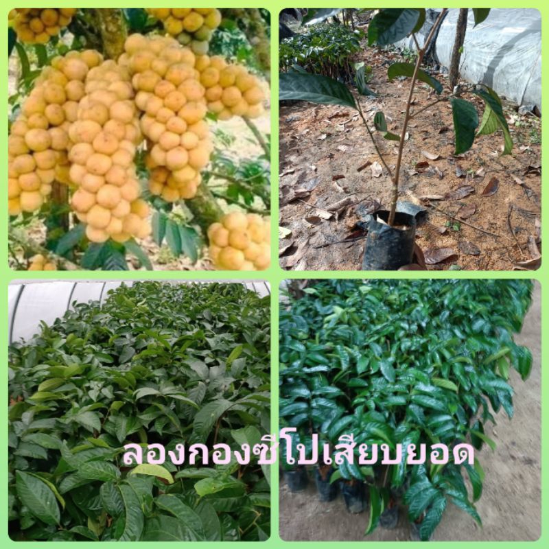 ต้นลองกองเสียบยอดพันธุ์ตันหยงมัสซีโปแท้1000%ขนาดต้น30-40cmถุงเล็ก