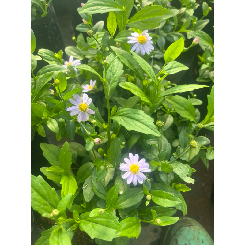 🪴เดซี่มากาเร็ต👉ดอกไม้ทานได้🪻สีม่วงอ่อน🌼พร้อมส่ง
