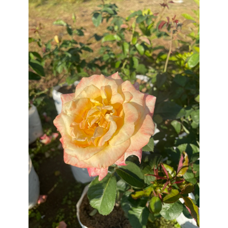กุหลาบควีนสิริกิติ์ (Queen Sirikit Rose) มีกลิ่นหอม