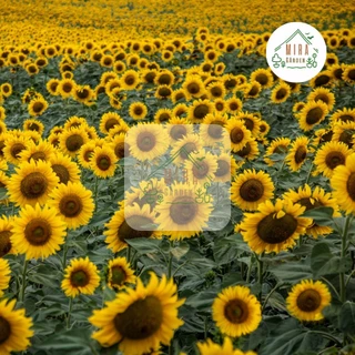 เมล็ดพันธุ์ทานตะวันสูง300เมล็ด ปลูกง่ายชอบแดดโตไว🌻