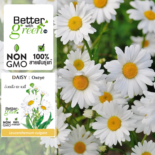 เมล็ดพันธุ์ เดซี่ อ็อกซ์อาย 300 เมล็ด (DAISY : Oxeye) นำเข้า การันตีสายพันธุ์
