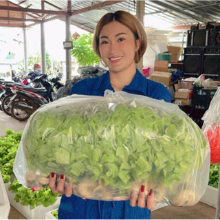 ถุงแพ็คผักสลัดบรรจุผักได้ 3-5 โล
