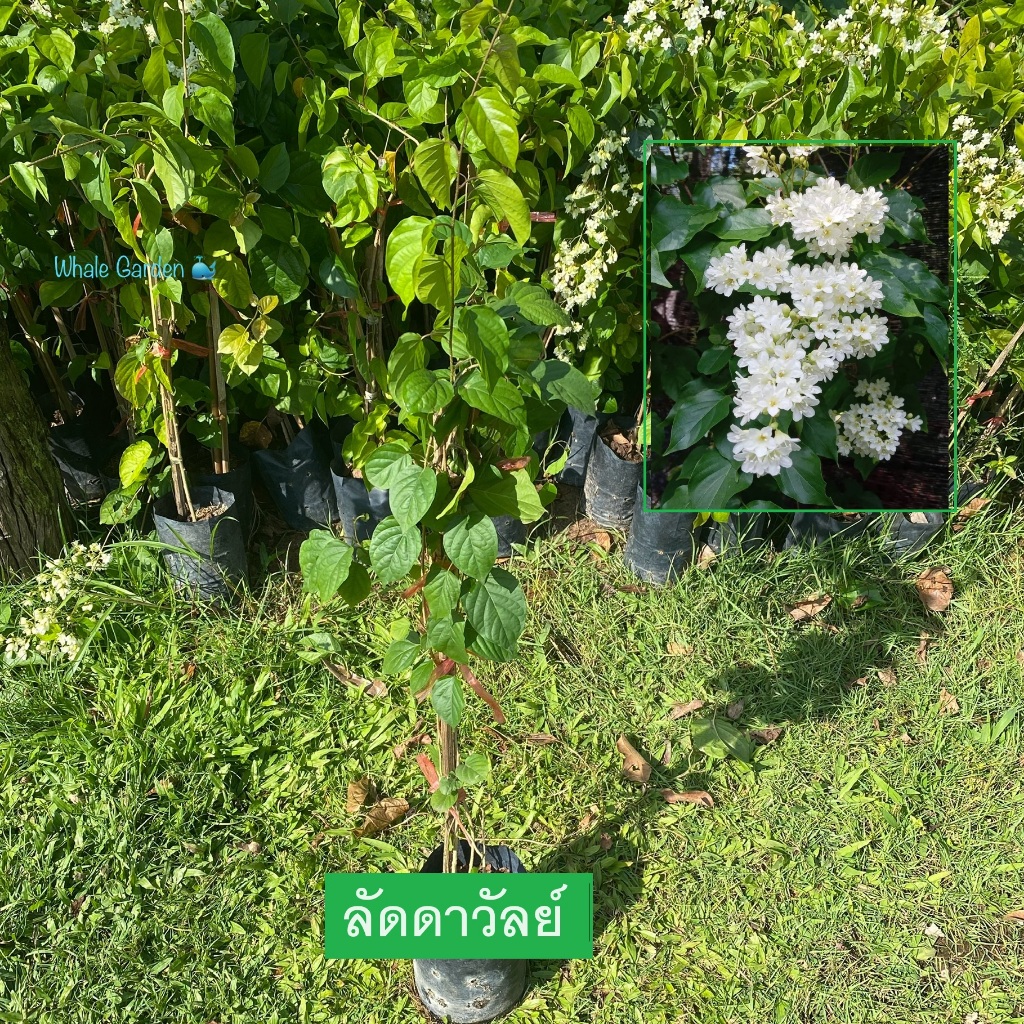 ต้นลัดดาวัลย์ ลัดดาวัลย์ (Bridal Creeper) ไม้ดอก พันธุ์ไม้ดูแลง่าย ช่วยเสริมดวงเรื่องการเงิน (รับประกันสินค้า)