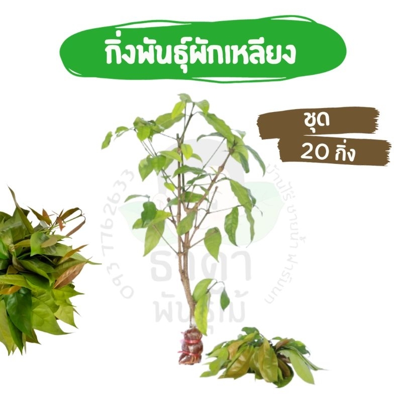 กิ่งตอนผักเหลียง ราชินีผักพื้นบ้าน ชุด20กิ่ง ยาว50-60ซม.