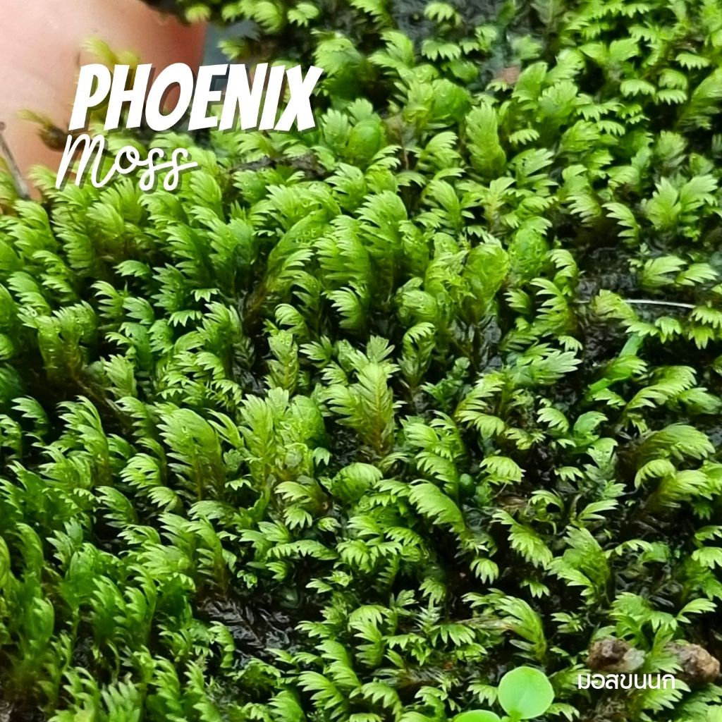 มอสขนนก (ติดดิน) สำหรับแต่งตู้ปลา สวนชื้น สวนขวด​ -​ PHOENIX MOSS Fissidens Fontanus ต้นไม้น้ำ