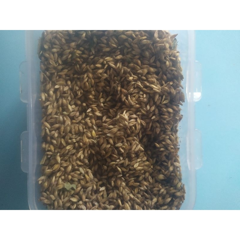 134 บาท เมล็ดหญ้ารูซี่ จำนวน 1 กิโลกรัม(พร้อมส่ง) ปลูกปี 2567  หญ้ารูซี่  หญ้าเลี้ยงวัว ควาย แพะ แกะ