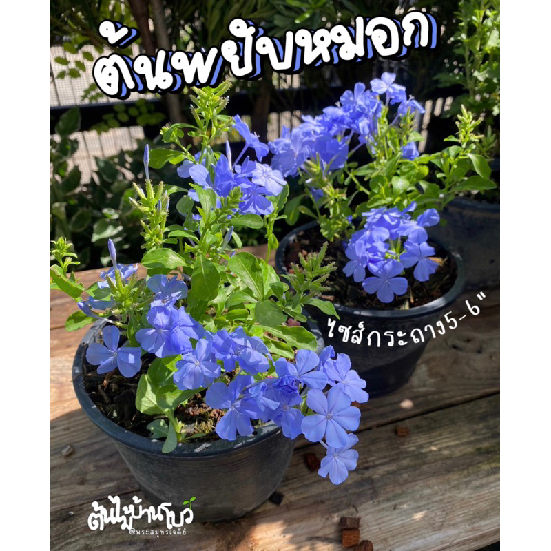 ต้นพยับหมอก ดอกสีฟ้า มี 3 ขนาดให้เลือก กระถาง 5-8-11 นิ้ว