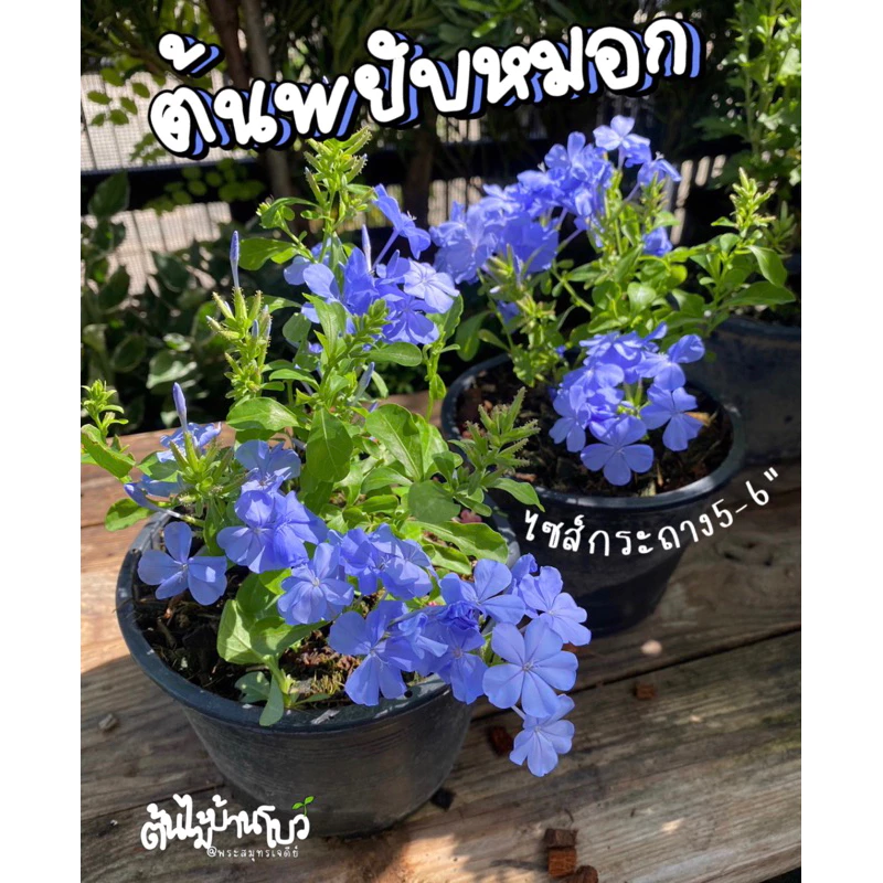 ต้นพยับหมอก ดอกสีฟ้า มี 3 ขนาดให้เลือก กระถาง 5-8-11 นิ้ว