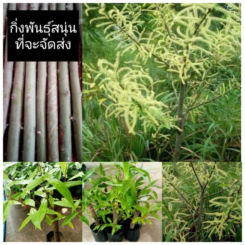 กิ่งพันธุ์สนุ่น/ไคร้นุ่น (ชุดละ10กิ่ง) กิ่งสดนำไปปักชำเอง