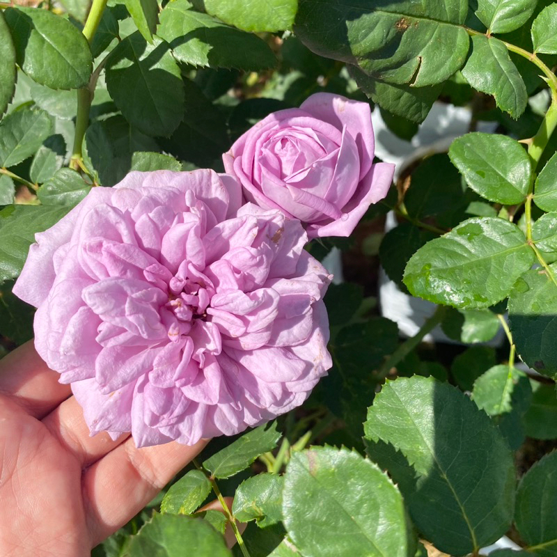 F541 กุหลาบ Shinoburedo (ชิโนบุเรโด) สีม่วงพาสเทล กลิ่นหอม ติดดอก