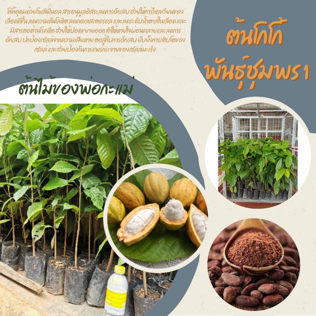 ต้นโกโก้​พันธุ์​ชุมพร​1​ ไซต์​ใหม่​ 30-40ซม. (1ชุด=15ต้น)