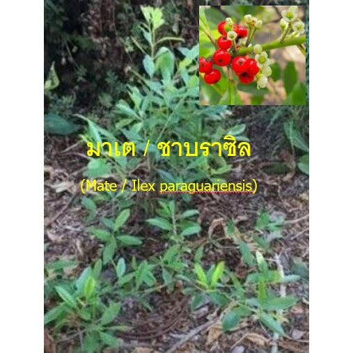 เมล็ดพันธุ์ มาเต มาชี ชาบราซิล Mate / Ilex paraguariensis นำเข้าจากสเปน