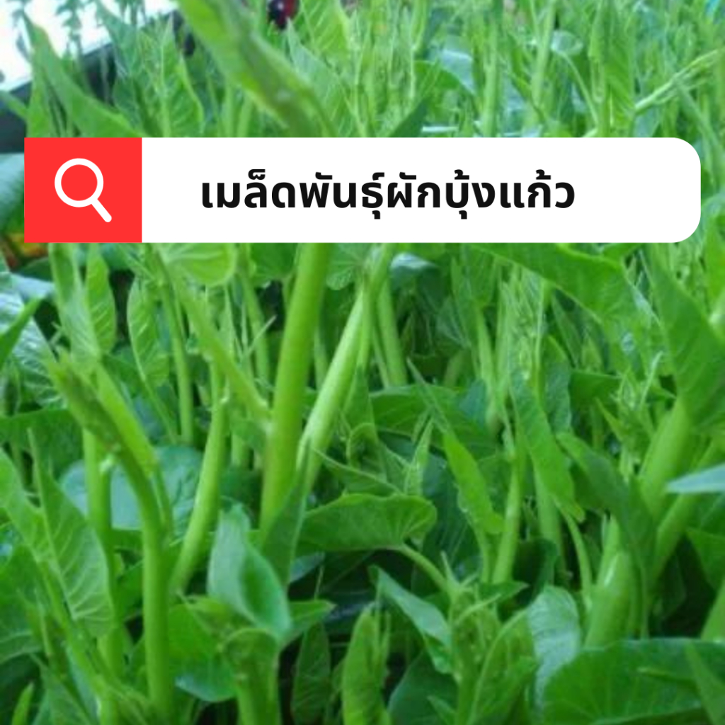 เมล็ดพันธุ์ผักบุ้งแก้ว 10กรัม เมล็ดผักบุ้งแก้ว ผักบุ้งเย็นตาโฟ ลำอวบใหญ่ ยอดสวย เป็นทีนิยมของตลาด ปลูกง่าย