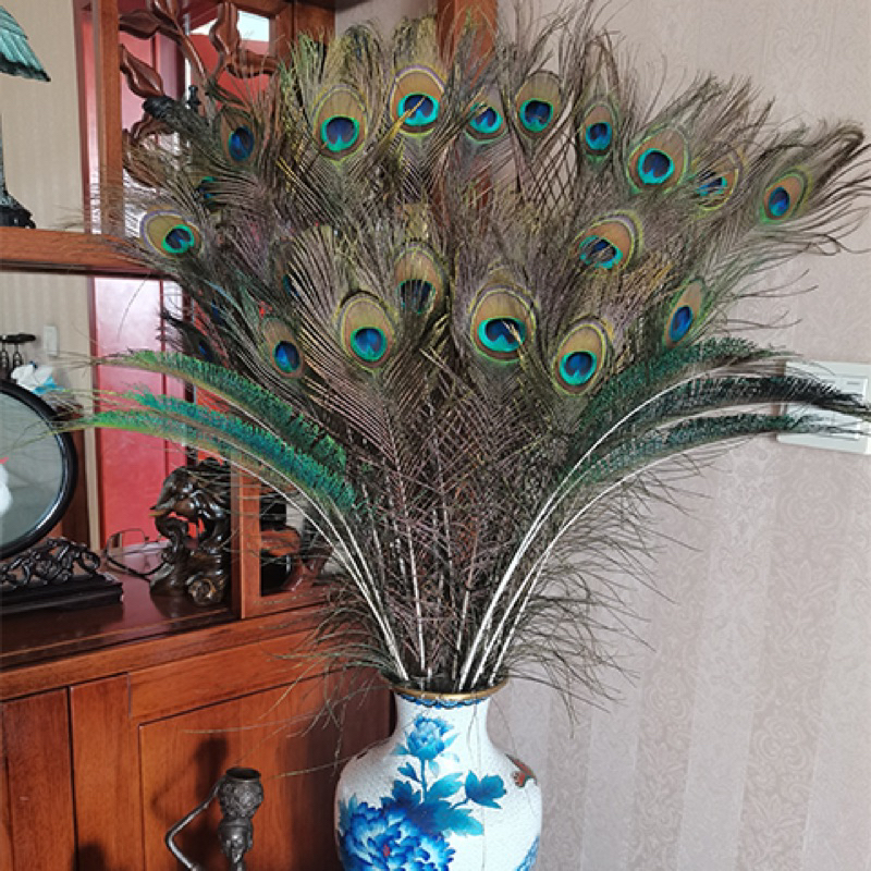 ขนหางนกยูงแท้ วัสดุงานฝีมือสวยงามสำหรับตกแต่งบ้านและแจกัน peacock tail feathers 70-100cm