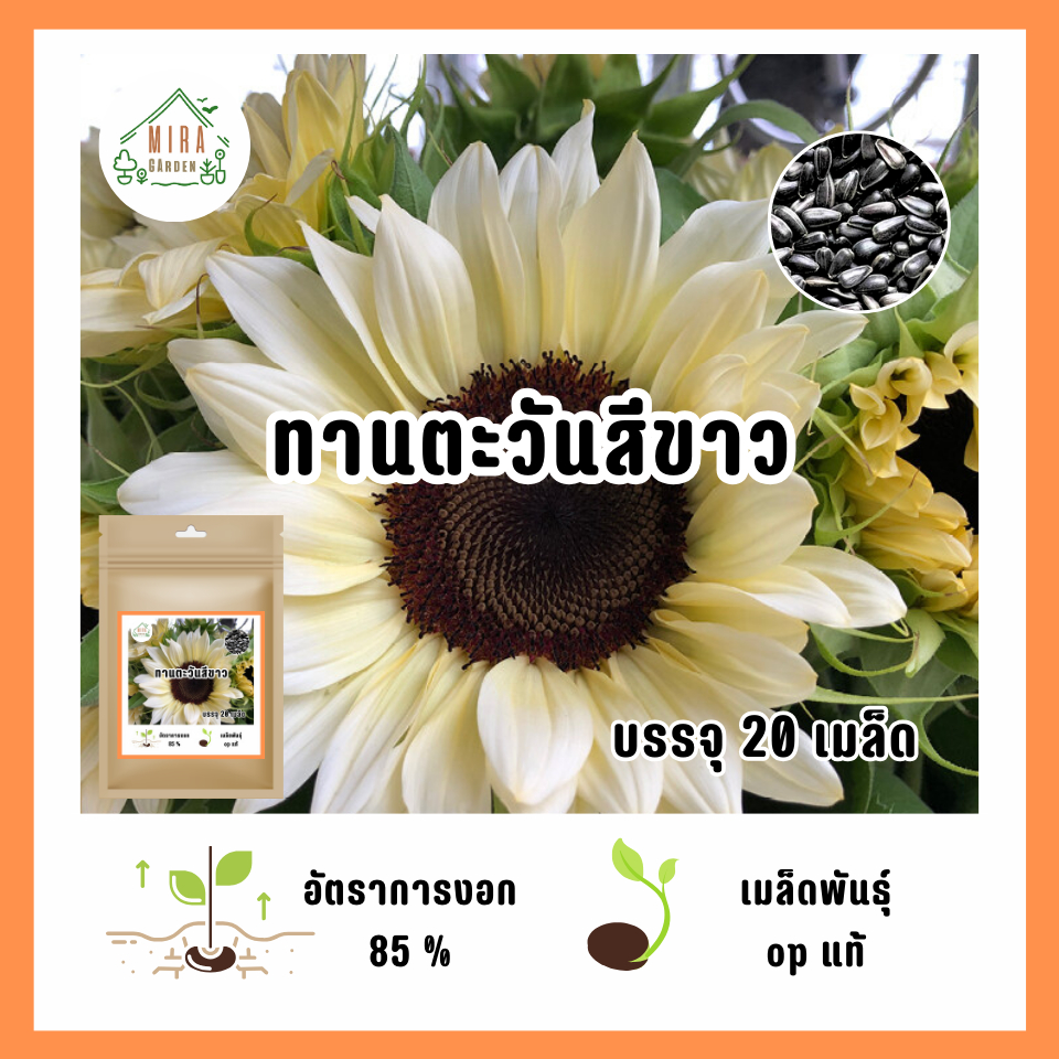 เมล็ดพันธุ์ ดอกทานตะวันสีขาว บรรจุ 20 เมล็ด