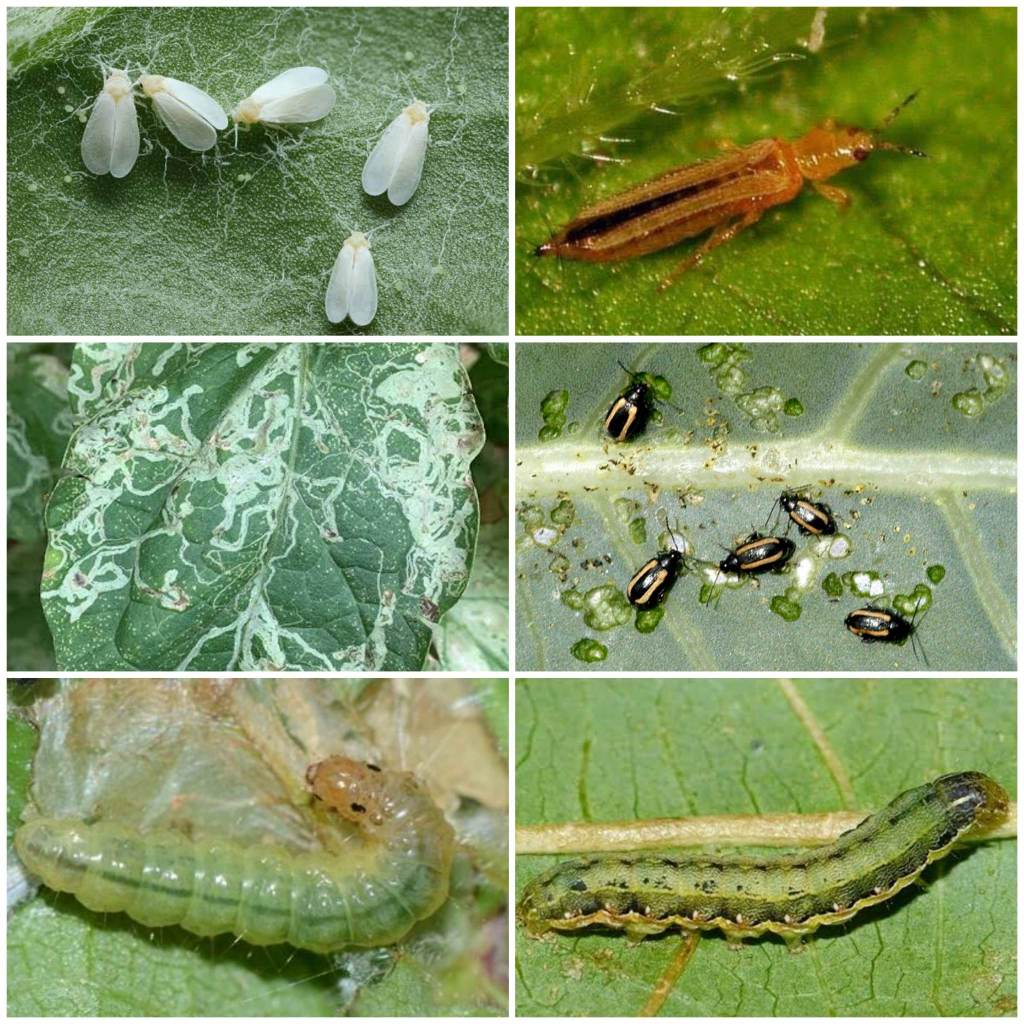 คาร์แทปไฮโดรคลอไรด์ กาลิป เอสพี (FOMOTHAI) ขนาด 100-500 กรัม - รูปที่ 2