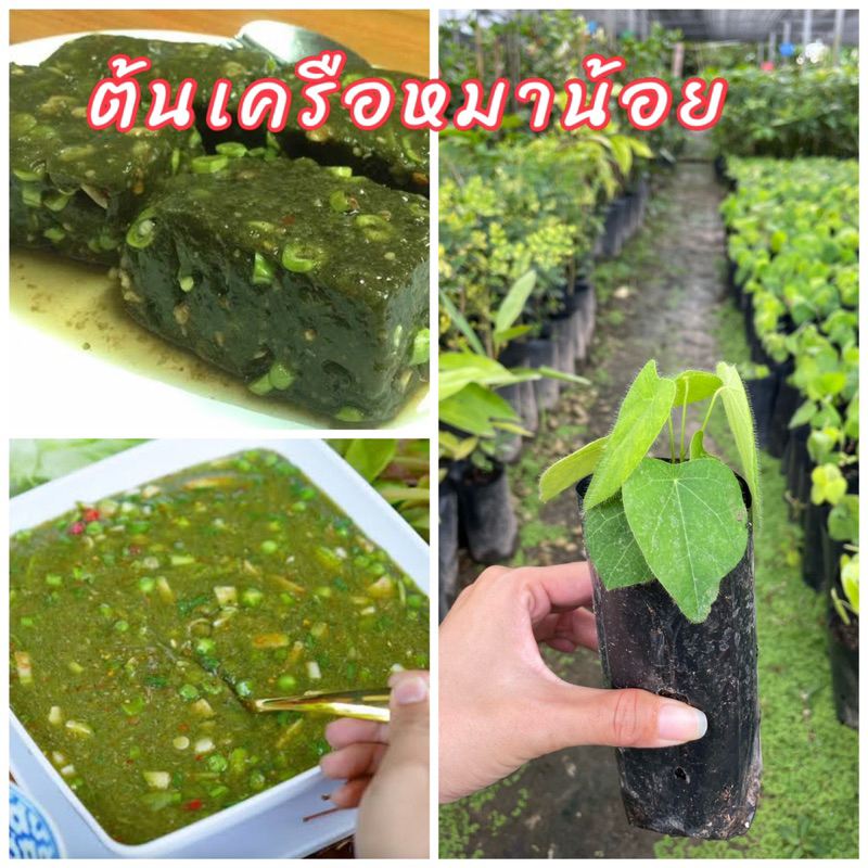 (แพ็ก2ต้น69บาท) ต้นหมาน้อย หรือเครือหมาน้อย นำใบมาขยี้เอาน้ำมาทำอาหารเป็นอาหาร เป็นผักสมุนไพรพื้นบ้านที่มีสรรพคุณทางยา
