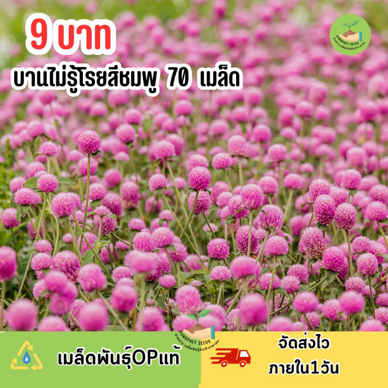 9 บาท เมล็ดพันธุ์ ดอกบานไม่รู้โรยชมพูล้วน บรรจุ 70 เมล็ด