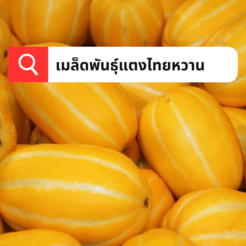 เมล็ดพันธุ์แตงไทยหวาน พันธุ์ทองคำ ปริมาณ 3 กรัม ผิวสีเหลืองทอง รสชาติหอมหวาน ให้ผลผลิตสูง ปลูกง่าย น้ำหนักดี