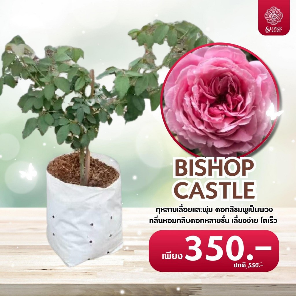 Bishop's Castle Rose