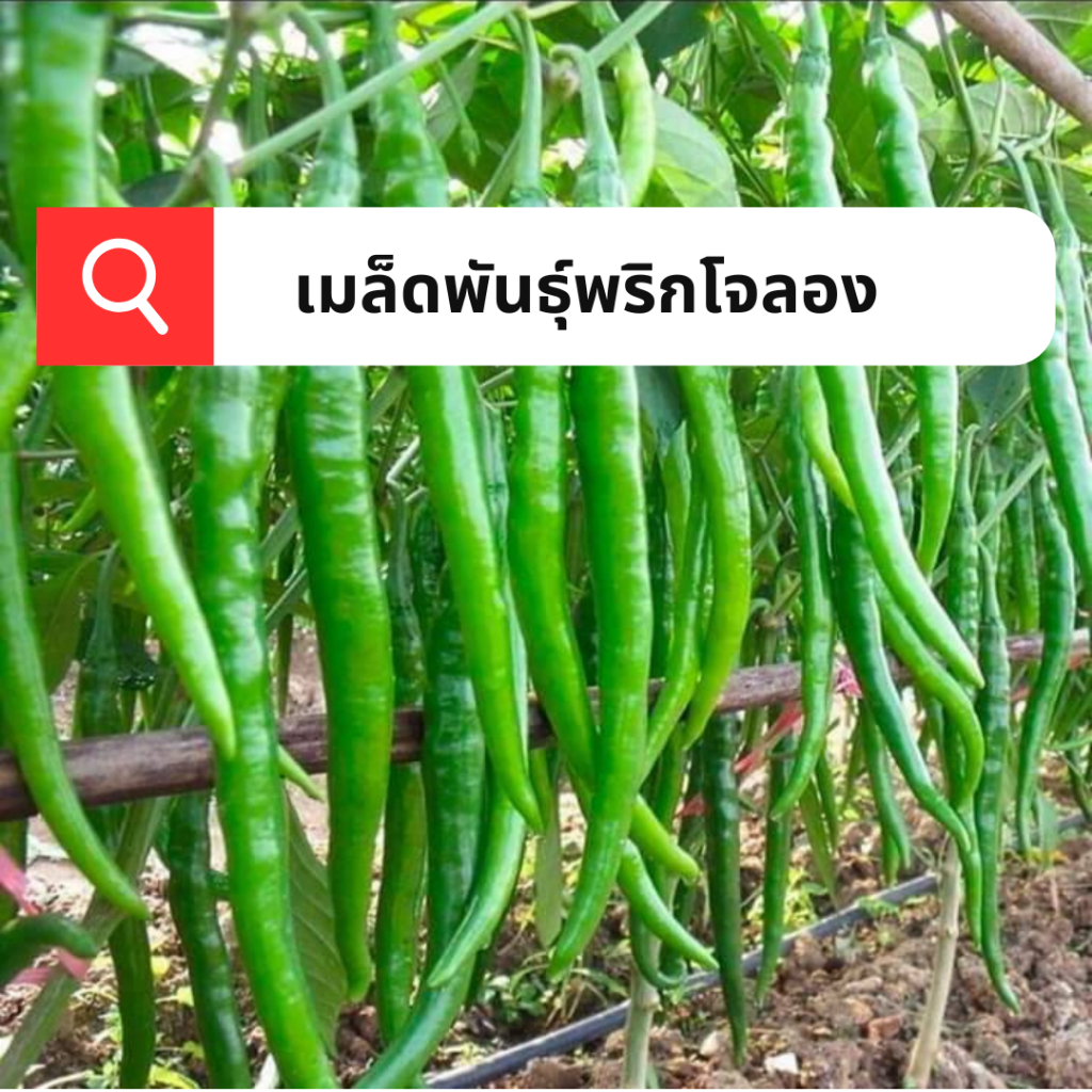 เมล็ดพันธ์ุพริกโจลอง 100เมล็ด เมล็ดพริกยาว เมล็ดพันธ์ผักสวนครัว เมล็ดพันธุ์คุณภาพ เมล็ดพันธุ์แท้ ทำพันธุ์ต่อได้