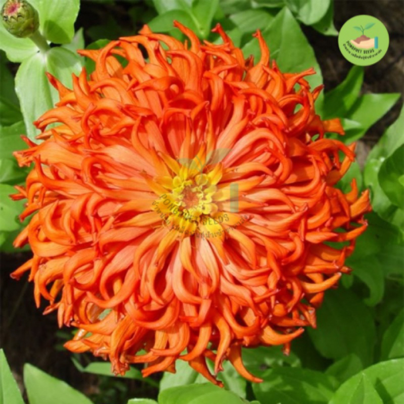 เมล็ดพันธุ์ดอกบานชื่นแคตตัส คละสี บรรจุ 100 เมล็ด
